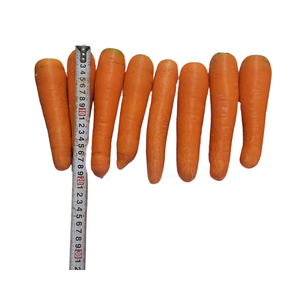 Zanahorias frescas orgánicas con dulzura natural y procesamiento limpio listas para exportar - Product Image 1