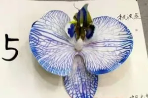 2024 Neues Design Schmetterling Orchideen Motte Phalaenopsis Pflanze 9 Köpfe Regenbogen Farbserie für Blumendekoration