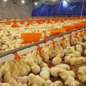 Nuevo Equipo de Ganadería de Hierro, Elevador Manual para Aves de Corral, Cabrestante para Línea de Alimentación de Pollos - Product Image 5