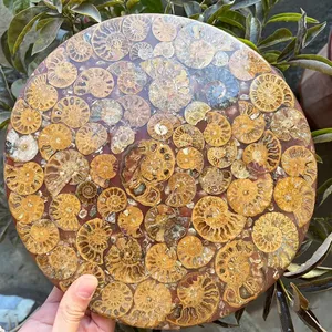 Unique Gemstone Polishing Petrified Wood Conch Fossil Round Table Top