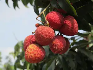 Leci stik produk pertanian kandil Premium jumlah besar Litchi tropis segar untuk buah segar