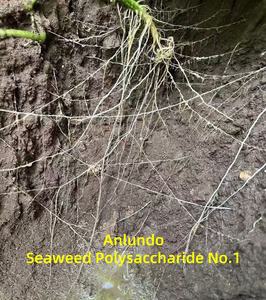 سماد الأحماض الأمينية لاستعادة النمو بعد الفيضانات، تركيبة بنسبة 80% من المكونات النشطة لاستعادة حيوية الجذور، مناسب للصويا والذرة والأعشاب البحرية، رقم 1 - Product Image 6