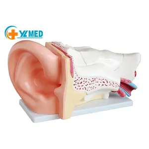 कारखाने गर्म बिक्री पीवीसी मानव शरीर रचना विज्ञान कान चिकित्सा शिक्षा प्लास्टिक 6 भागों कान मॉडल 3d 5 बार बढ़ाई मॉडल