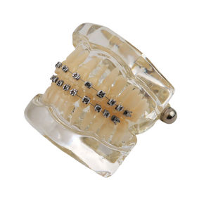 Dental Orthodontic Model Resin Typodont with Metal Bracket <b>Teeth</b> Study Teaching Demonstrator Manual Use Smiledental TM-B7-01 - Product Image 4