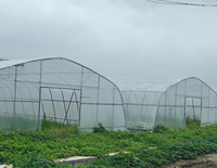 Serre agricole à voûte simple en film PE pour la culture de poivrons, laitues, concombres, tomates, piments, fraises et bleuets