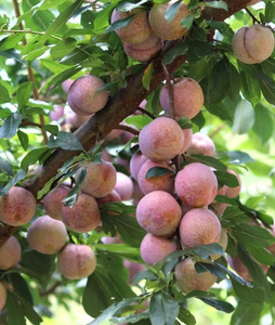 Succo <span class=keywords><strong>di</strong></span> <span class=keywords><strong>frutta</strong></span> naturale aromatizzato liquido per uso alimentare aromi prugna sapore essenza per bevande snack - Product Image 3