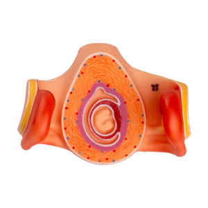 Science médicale Modèle de fécondation <span class=keywords><strong>humaine</strong></span> et de processus de développement embryonnaire précoce Spécimen d'affichage de planification familiale gynécologique - Product Image 4