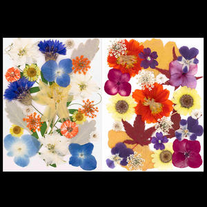 25 unidades/paquete bolsa combinada de flores prensadas - Product Image 3