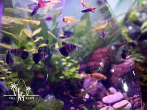 Kit <span class=keywords><strong>de</strong></span> bricolaje <span class=keywords><strong>para</strong></span> Terrario <span class=keywords><strong>de</strong></span> taza <span class=keywords><strong>de</strong></span> té, botella semiabierta decorativa, suministros <span class=keywords><strong>de</strong></span> maceta <span class=keywords><strong>para</strong></span> terrario, tapa <span class=keywords><strong>de</strong></span> corcho <span class=keywords><strong>para</strong></span> terrario - Product Image 5