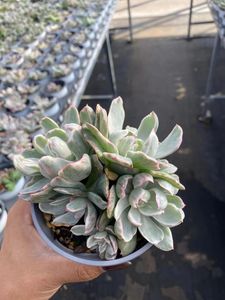 Venta al por Mayor de Plantas Suculentas, Plantas Ornamentales de Interior, <span class=keywords><strong>Echeveria</strong></span>, Grupo Berkeley Brocade - Product Image 3