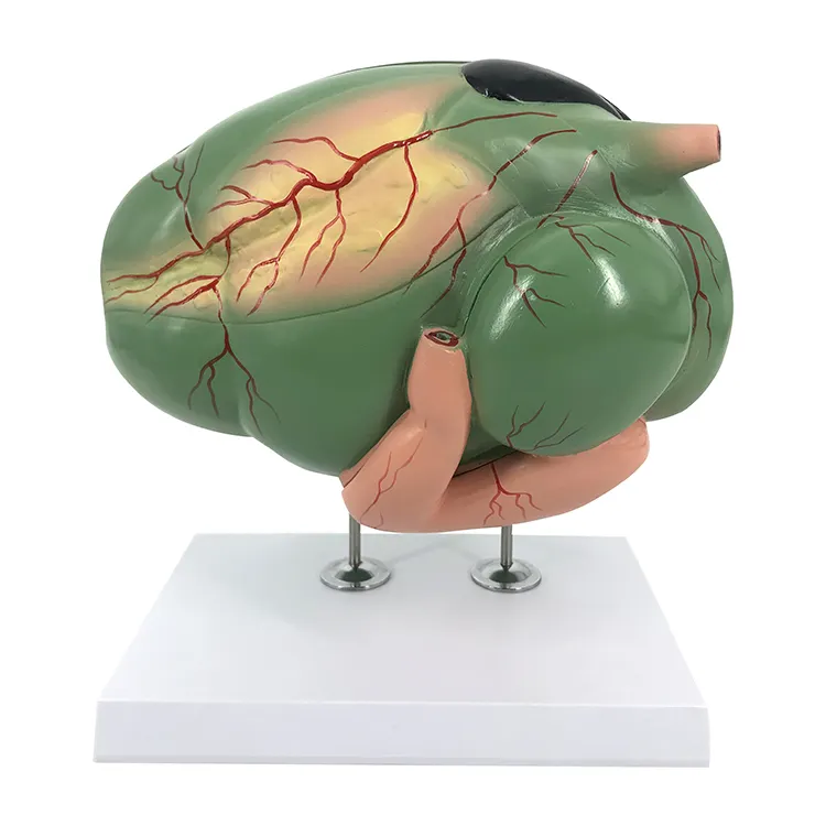 Veterinär modell Anatomische pädagogische Tier anatomie Verbindung Magen der Ochsen kuh