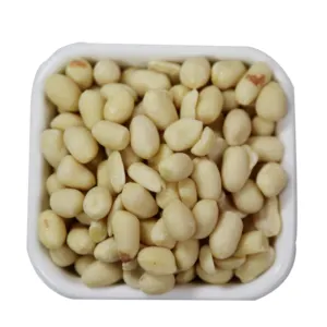 Grosir kacang asli Tiongkok kacang Jumbo 100% biji-bijian kacang alami murah kulit mentah di cangkang rasa baik untuk ekspor