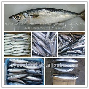 Cá thu đông lạnh chất lượng xuất khẩu-haccp đã được phê duyệt, moq thấp, Vận chuyển nhanh - Product Image 3