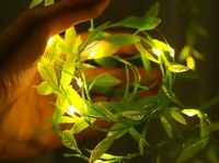 TSINYE Plante Artificielle Feuille Verte De Noël Halloween Vacances Chaîne Led Éclairage Intérieur Extérieur Fée Lumières Rideau Lampe