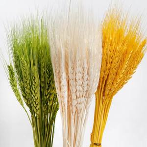 Haute qualité fleur naturelle séchée <span class=keywords><strong>orge</strong></span> fleur <span class=keywords><strong>blé</strong></span> <span class=keywords><strong>d</strong></span>écoration Bouquet Arrangement séché oreille <span class=keywords><strong>de</strong></span> <span class=keywords><strong>blé</strong></span> - Product Image 1