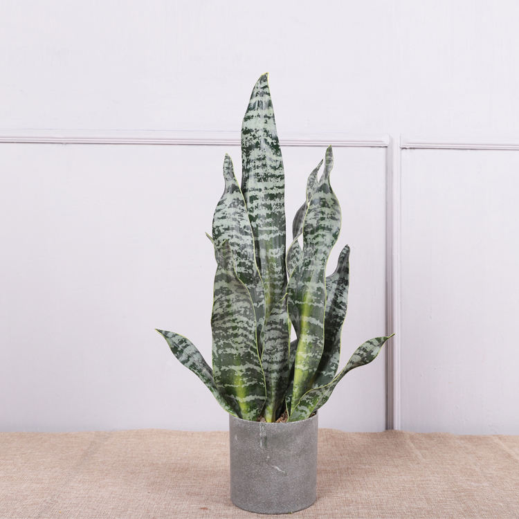 ต้นลิ้นมังกร # 1 53.5ซม