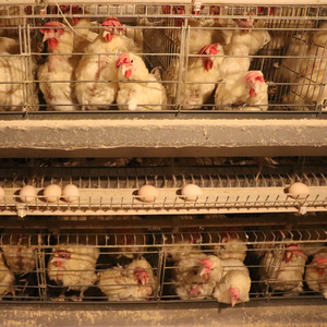 New H Loại Tự Động Lớp Gà Gia Cầm Nuôi Lồng Thiết Bị Hiện Đại Với Đầy Đủ Tự Động Phân Và Trứng Bộ Sưu Tập Máy - Product Image 2