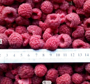 High Quality <strong>Frozen</strong> <strong>IQF</strong> Bulk Organic <strong>Raspberries</strong> for Importers and Wholesalers <strong>Raspberry</strong> <strong>IQF</strong> <strong>Raspberry</strong> <strong>Frozen</strong> Supply - Product Image 3