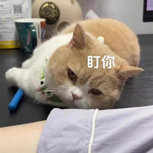 Cat Teaser Extendable Scratch Massager Long Handle Interactive Pet Toy For Cats Boredom Buster Solid Plastic QW2745 - Product Image 5