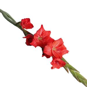 Bunga Gladiolus Segar Potong Berkualitas Tinggi Ekspor dari Cina 10 Tangkai 80-100cm untuk Dekorasi Meja Rumah, Rangkaian Bunga, Buket, DIY - Product Image 1