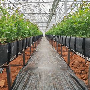 Sistema de Cultivo Hidropónico para Invernadero Agrícola, Rollo de Plástico PP para Plantas de Jardinería Interior - Product Image 4