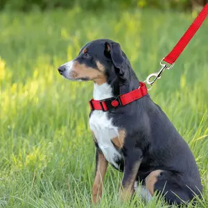 Sicheres Schnallen halsband Reflektieren des Martingale-Hunde halsband Verstellbares Anti-Burst-Korrektur halsband für Hunde im Freien