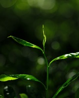 Poudre de Matcha Bio USDA de Qualité Culinaire en Vrac, Provenant du Hunan, Emballée Sous Vide pour les Marques de Boissons et les Cafés