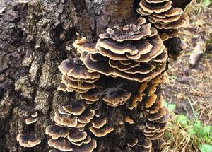 Estratto di Coriolus Versicolor Biologico 40% Beta Glucani Kit Megazyme K-YBGL Parzialmente Idrosolubile Stock USA - Product Image 3