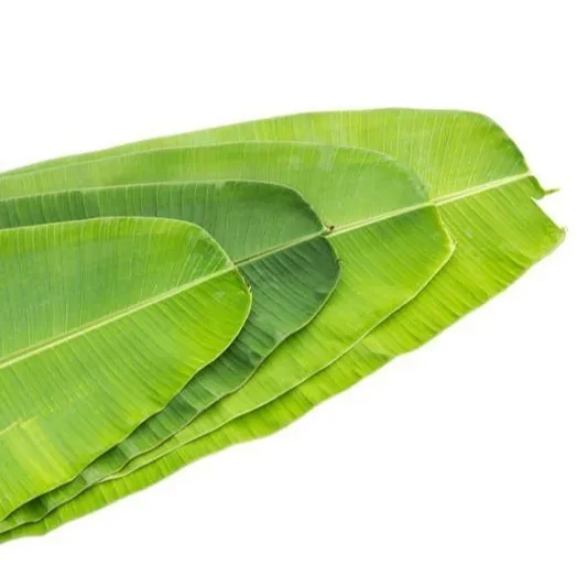 Hojas de plátano verde fresco para envolver alimentos, precio barato, calidad de exportación de Vietnam