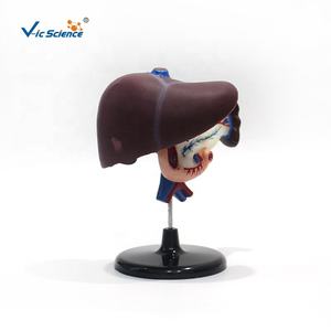 แบบจำลองอวัยวะร่างกายมนุษย์ ตับ แบบจำลองการสอน กายวิภาคศาสตร์ แบบจำลองตับ ลำไส้สิบสองชั้น และตับอ่อน ระบบย่อยอาหาร - Product Image 5