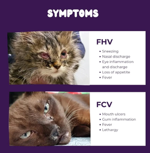 Комбинированный тест на кошачью панлейкопению/корону/гиардию для кошек - Product Image 3