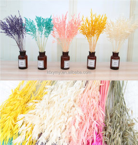 Herbe de la <span class=keywords><strong>pampa</strong></span> naturelle Eastern Rock, décoration du 1er avril, bouquet de fleurs éternelles de grande taille, couleur blanchie originale, séchée - Product Image 5