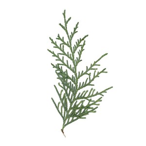 Hojas de Arborvitae Chinas Secas y Prensadas, Follaje Natural de Platycladus <span class=keywords><strong>Orientalis</strong></span> y <span class=keywords><strong>Thuja</strong></span> para Manualidades con Resina, Decoración del Hogar - Product Image 5