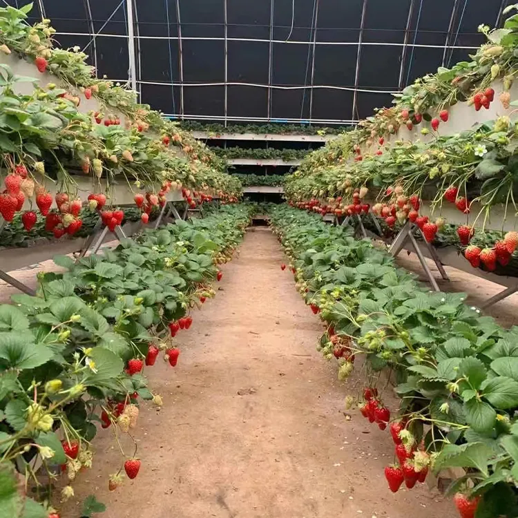 Agricultura Invernadero granja PVC NFT canal tubo crecer sistema hidropónico para tomate lechuga fresa