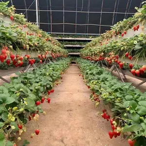 Agricultura Invernadero granja PVC NFT canal crecer Sistema de tubería hidropónica para tomate lechuga Fresa