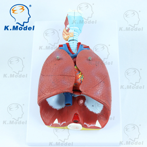 Modèle d'<span class=keywords><strong>anatomie</strong></span> du cœur, modèle biologique et de grande capacité pour les étudiants, matériel scolaire - Product Image 1