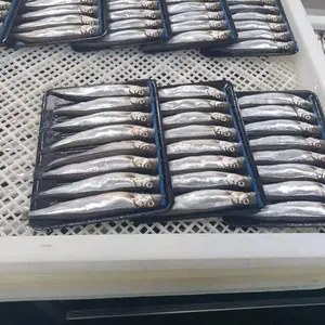 Fresh IQF Frozen Capelin fish