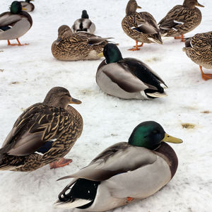 Señuelo de Pato Mallard Flotante de Primera Calidad, Plástico Flocado para Caza, Cebo y Adorno para Piscina o Jardín - Product Image 4
