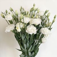 Bunga Eustoma Grandiflorum (Lisianthus) Segar Potong, Grosir Langsung, Paket untuk Dekorasi Pernikahan, Gentian