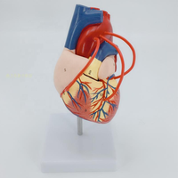 Modèle anatomique en PVC de la chirurgie de contournement du cœur humain pour les étudiants en sciences médicales et la formation des infirmières pour les écoles