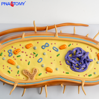 Modèle de noyau de cellules bactériennes agrandi avec chromosomes Flagella biologique Modèles de spores d'enseignement médical-Matière plastique