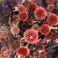 Fleurs et plantes préservées 20-25 têtes Fleurs séchées préservées Blue Planet Fleurs naturelles pour la maison ou la Saint-Valentin