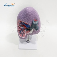 Modello Anatomico del Polmone Destro e dei Bronchi in PVC, Mostra Strutture Interne Dettagliate per l'Insegnamento Medico