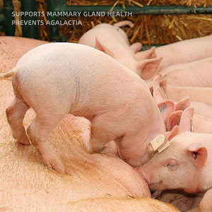 Suplemento para Lactação de Porcas |   Estimula o Fluxo de Leite, Melhora a Qualidade, Previne Mastite | Promove Nutrição e Crescimento Saudável - Product Image 6