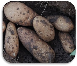 批发新鲜中国土豆和水果蔬菜小吃 - Product Image 3