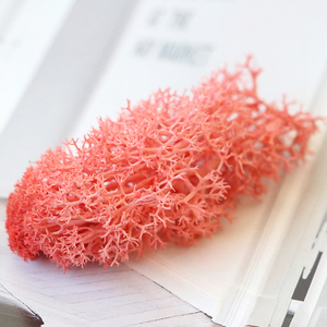 Mousse de renne stabilisée par <span class=keywords><strong>mur</strong></span> de mousse véritable fraîche naturelle de l'usine du Yunnan pour les décorations de remise des diplômes - Product Image 6