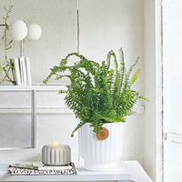 Plante vivante Costa Farms Kimberly Queen Fern en pot décoratif, purificateur d'air d'intérieur, décoration de bureau et de maison, cadeau de déménagement ou d'anniversaire