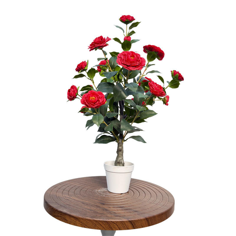 คาเมลเลีย