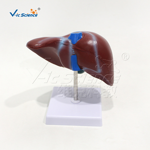 Modelo Anatómico de Hígado Ampliado en PVC con Codificación por Colores de la Vena Portal y Conductos Biliares para Enseñanza Médica, con Certificaciones CE, ISO, ROHS y CNAS - Product Image 6