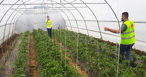 Serre de jardin populaire en polycarbonate avec structure en aluminium pour fleurs et semis - Product Image 6